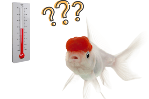 What is the best water temperature for goldfish?